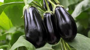 AUBERGINE 1KG