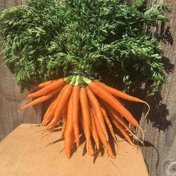 Botte de carottes nouvelles 