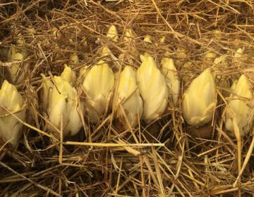 Endives de pleine terre