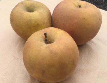 Pommes variété Boskop