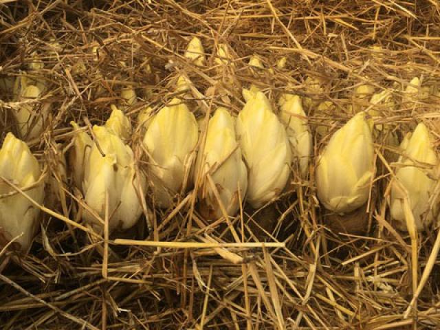 Endives de pleine terre